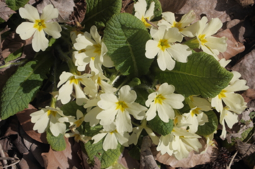 Jagorčika (Primula vulgaris)