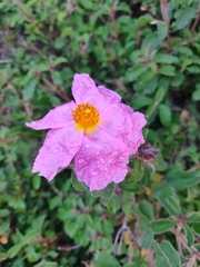 Cistus creticus