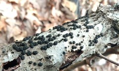 Annulohypoxylon annulatum