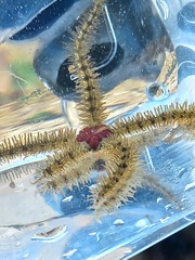 Ophiotrichidae
