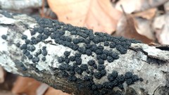Annulohypoxylon annulatum
