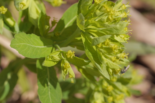 mliečnik (Euphorbia)