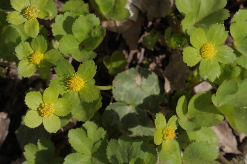 Volujsko oko (Sanicula epipactis)