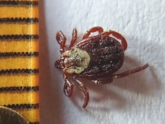 Dermacentor andersoni