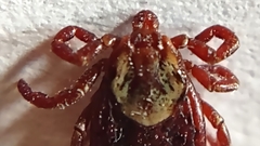 Dermacentor andersoni