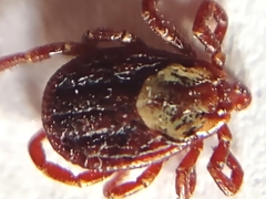 Dermacentor andersoni