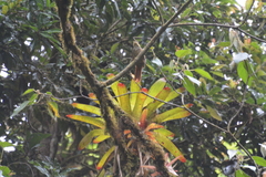 Pseudocolaptes lawrencii image