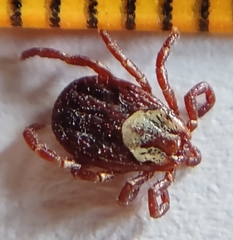 Dermacentor andersoni