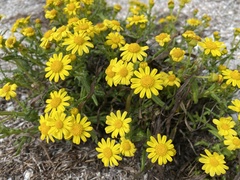 Senecio leucanthemifolius