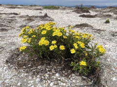 Senecio leucanthemifolius