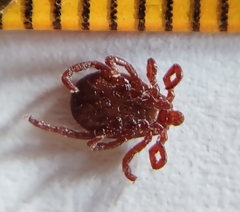 Dermacentor andersoni