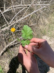 Ranunculus bulbosus aleae