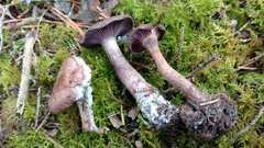 Pseudoomphalina cokeri