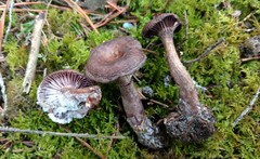 Pseudoomphalina cokeri