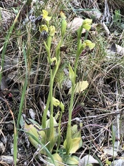 Ophrys fusca