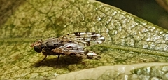 Tephritis hyoscyami