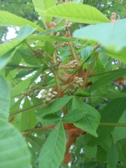 Aesculus hippocastanum