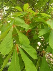 Aesculus hippocastanum