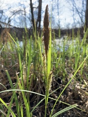 Carex hyalinolepis
