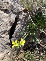 Brassica repanda blancoana
