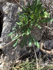 Brassica repanda blancoana