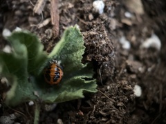 Harmonia axyridis