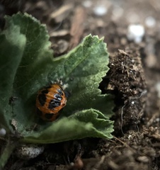 Harmonia axyridis