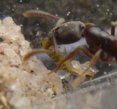 Hypoponera opaciceps