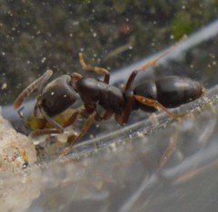 Hypoponera opaciceps