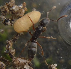 Hypoponera opaciceps