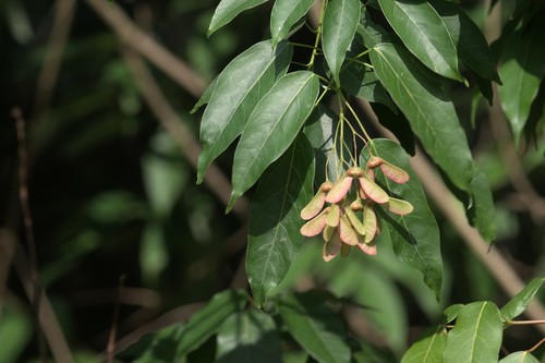Acer oblongum Wall. ex DC.