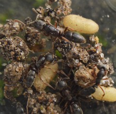 Hypoponera opaciceps