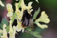 Bombus ignitus