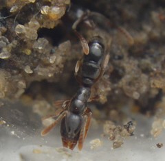 Hypoponera opaciceps