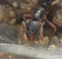 Hypoponera opaciceps