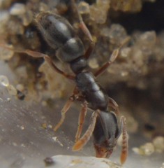 Hypoponera opaciceps
