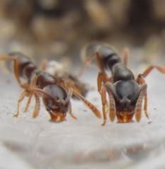 Hypoponera opaciceps