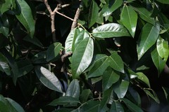 Euonymus tingens