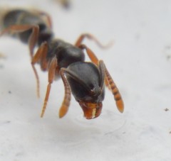 Hypoponera opaciceps