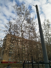 Populus