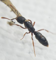 Hypoponera opaciceps