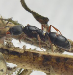 Hypoponera opaciceps