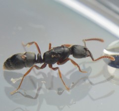 Hypoponera opaciceps