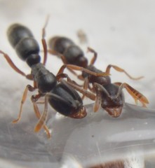 Hypoponera opaciceps