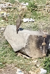 Turdus simensis