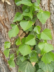 Hedera helix