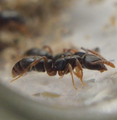 Hypoponera opaciceps