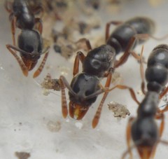 Hypoponera opaciceps