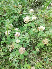 Trifolium michelianum
