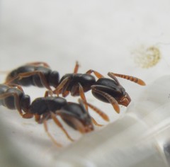 Hypoponera opaciceps